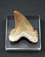 Dwergwitte haai - Fossiele tand - Paleocarcharodon