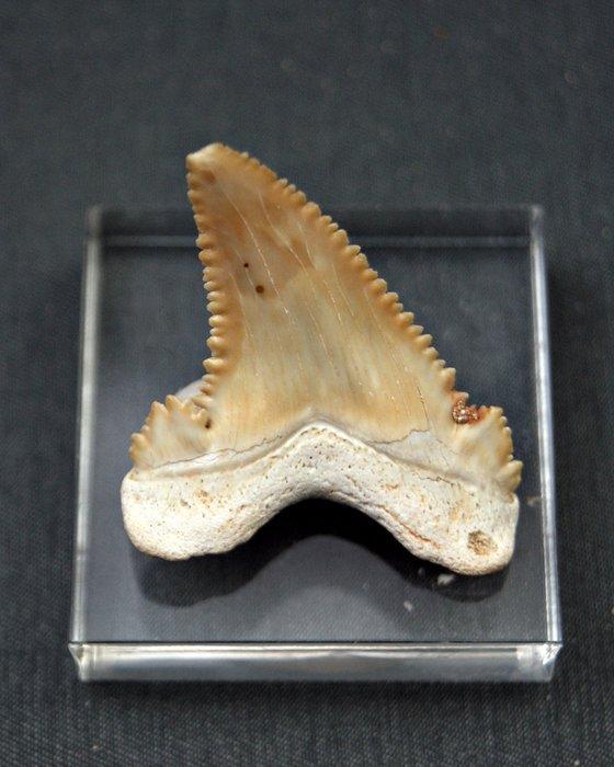 Dwergwitte haai - Fossiele tand - Paleocarcharodon, Verzamelen, Mineralen en Fossielen