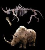 Wolharige neushoorn - Fossiel bot - 33 cm - 13 cm (Zonder