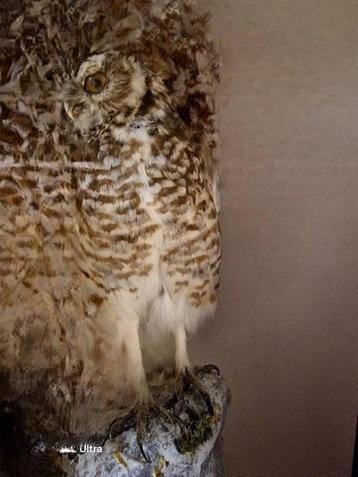 Steenuil Taxidermie replica montage - athene cunicularia - beschikbaar voor biedingen