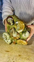 Ammoniet - Gefossiliseerd dier - Nautilus - Aioloceras, Antiek en Kunst