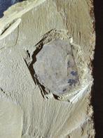 pas de prix de réserve - Animal fossilisé - Triopsidae - 12