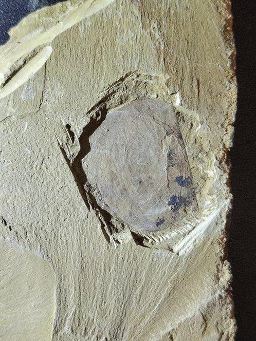 pas de prix de réserve - Animal fossilisé - Triopsidae - 12, Verzamelen, Mineralen en Fossielen