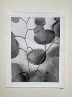 Alma Lavenson - Eucalyptus Leaves 1933.