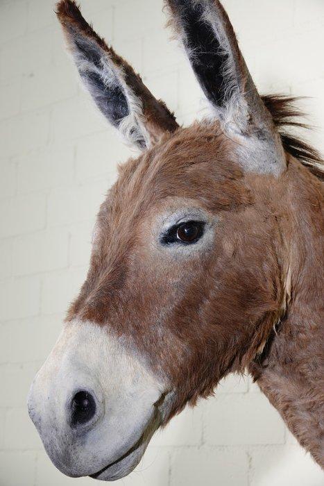 African Wild Donkey Taxidermie wandmontage - Equus africanus, Verzamelen, Dierenverzamelingen