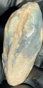 Opaliseerde schelpfossiel - Gefossiliseerde schelp - 2.4 cm, Verzamelen