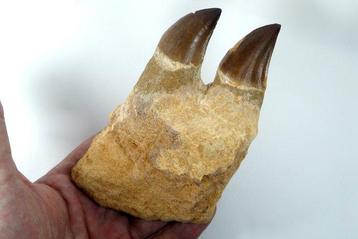Mosasaurus - Gefossiliseerde kaak - Leiodon anceps mandible
