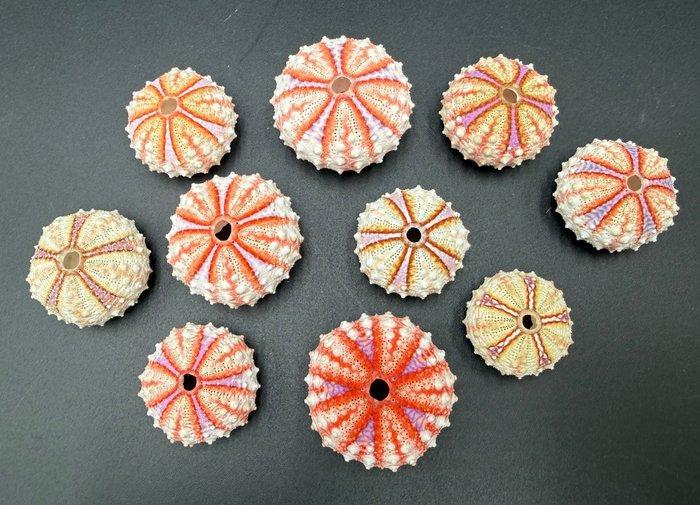 Zee-egel Zeeschelp - Coelopleurus sp. (Zonder minimumprijs), Verzamelen, Dierenverzamelingen