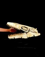 Mosasaurus - Fossiele schedel - Mosasaurus sp. - 40 cm - 51