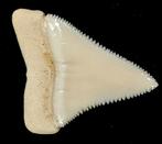 Witte haai Taxidermie volledige montage - Carcharodon