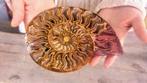 Ammoniet - Gefossiliseerd dier - Aioloceras (Cleoniceras), Nieuw