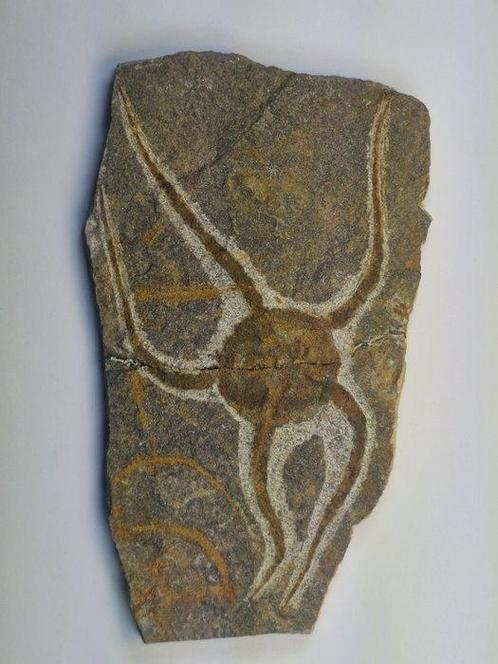 Échinodermes - Animal fossilisé - 18 cm  (Sans Prix de, Verzamelen, Mineralen en Fossielen