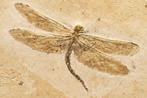 Grote libel - versteend in platenkalk - Gefossiliseerd dier, Verzamelen