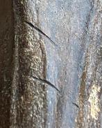 Metatarsale van een Pleistocene wild paard met sporen van