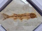 Vis - Gefossiliseerd dier - Lycoptera - 11 cm (Zonder