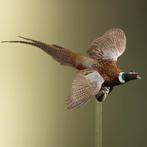 Fazant Vliegend Taxidermie Opgezette Dieren By Max, Verzamelen, Ophalen of Verzenden, Nieuw, Vogel, Opgezet dier
