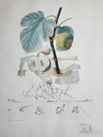 Salvador Dali (1904-1989) - Flordali. Homme figuier, Antiek en Kunst
