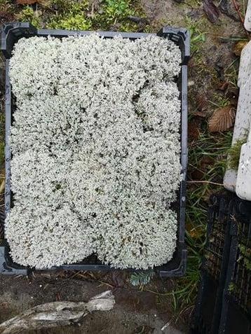 Zilvermos kratje beschikbaar voor biedingen