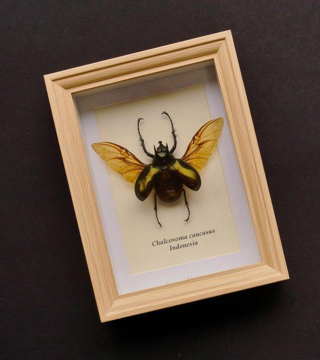 Neushoornkever Taxidermie volledige montage - Chalcosoma, Antiek en Kunst, Curiosa en Brocante