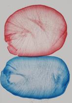 Artur Polar - Idol nº72 - XL