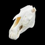 Paard Schedel van een zoogdier - Equus caballus - 34.5 cm -