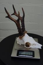 jachttroffee reebok Schedel - capreolus capreolus - 0 cm - 0, Verzamelen, Dierenverzamelingen, Nieuw