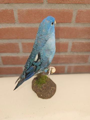 Culture personnelle Catarina perruche turquoise Support de beschikbaar voor biedingen