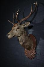 Large Red Stag - head-mount on shield - Taxidermie, Nieuw