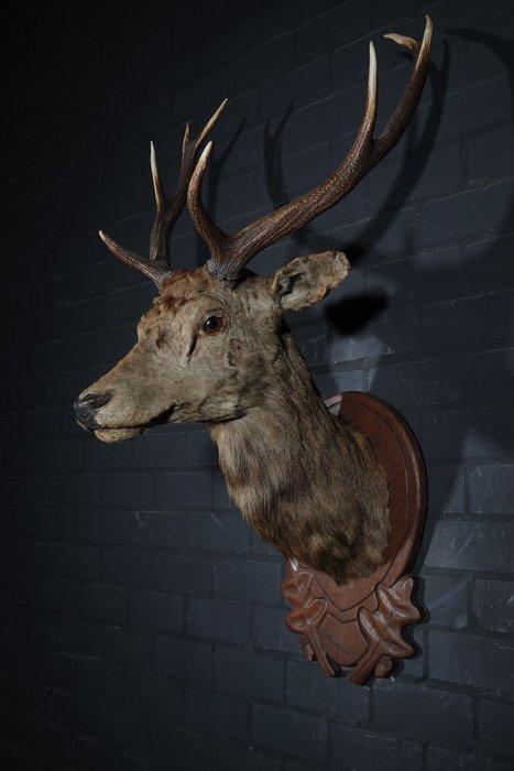 Large Red Stag - head-mount on shield - Taxidermie, Verzamelen, Dierenverzamelingen