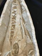Mosasaurus - Fossiel skelet - 7 cm - 30 cm, Verzamelen, Mineralen en Fossielen