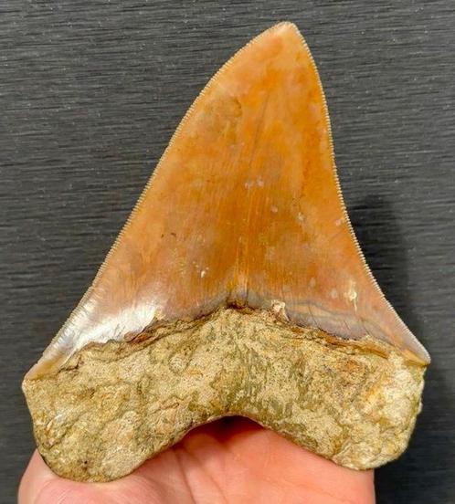 Megalodon - Fossiele tand - 13 cm - 11 cm, Verzamelen, Mineralen en Fossielen