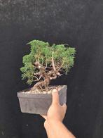 Bonsaï Genévrier (Juniperus) - Hauteur (arbre) : 32 cm -
