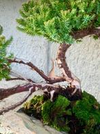 Jeneverbes bonsai (Juniperus) - Hoogte (boom): 14 cm -