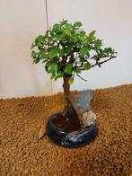 Japanese iep bonsai (Zelkova) - Hoogte (boom): 21 cm -