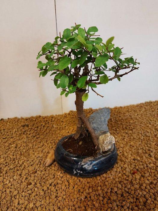 Japanese iep bonsai (Zelkova) - Hoogte (boom): 21 cm -, Antiek en Kunst, Curiosa en Brocante