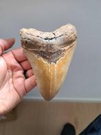 Megalodon - Fossiele tand - *wow* USA MEGALODON TOOTH - 11.5