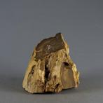 Bois de kauri fossilisé extrêmement rare - 4,6 kg - Bois