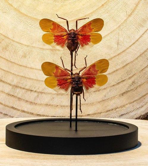 Insect Taxidermie volledige montage - Scamandra sanguiflua -, Verzamelen, Dierenverzamelingen