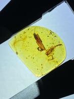 Amber - Barnsteen - Scorpion - 20 mm - 16 mm, Verzamelen, Mineralen en Fossielen