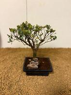 Azalea bonsai (Rhododendron) - Hoogte (boom): 23 cm - Diepte