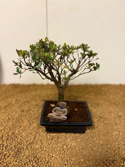 Azalea bonsai (Rhododendron) - Hoogte (boom): 23 cm - Diepte, Antiquités & Art, Curiosités & Brocante