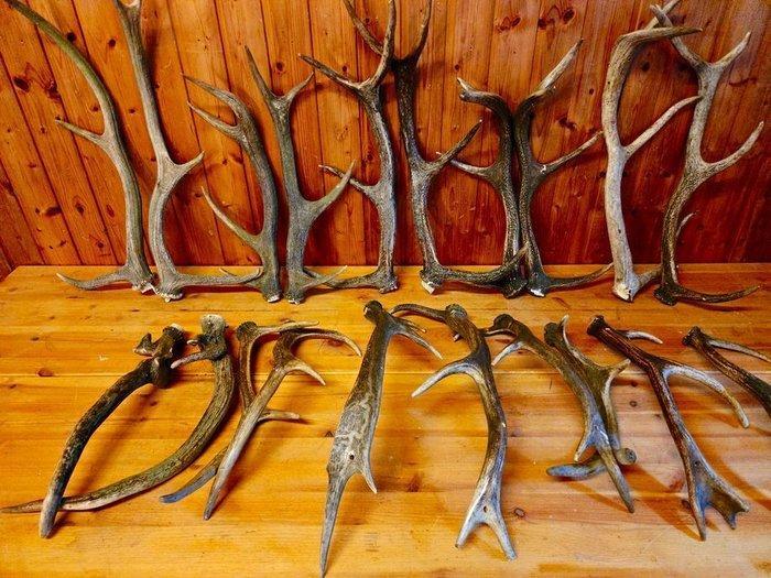 Hert Taxidermie volledige montage - Cervidae - 80 cm - 0 cm, Verzamelen, Dierenverzamelingen