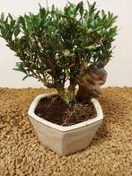 Palmboompje bonsai (Buxus sempervirens) - Hoogte (boom): 14, Antiek en Kunst