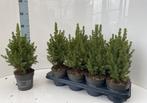 Kerstboompje picea glauca conica p9-9.5 / +/- 30-35cm incl, Nieuw