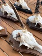 Trophée de chasse, Nieuw