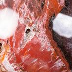 Premium kwaliteit versteend hout - verzamelaarssfeer -, Verzamelen, Mineralen en Fossielen