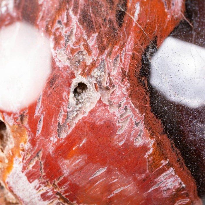 Premium kwaliteit versteend hout - verzamelaarssfeer -, Verzamelen, Mineralen en Fossielen