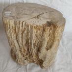 versteend hout - Gefossiliseerd hout - Diptocarpus - 23 cm -, Nieuw