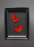 Papillon Support de corps entier pour taxidermie - Cymothoe, Antiek en Kunst