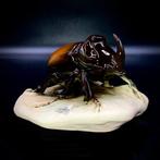 Royal Dux, Bohemia - Rhinoceros Beetle - ca 1965 - Beeldje, Antiek en Kunst